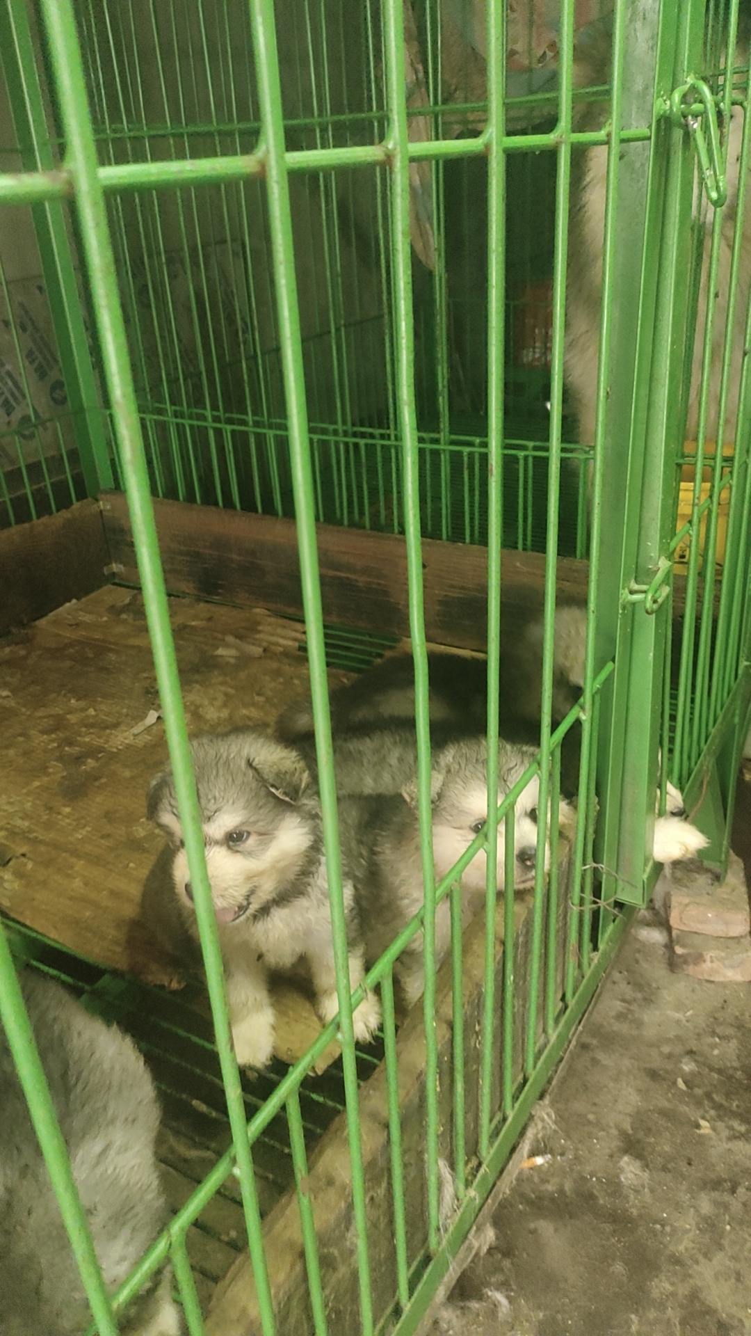 自家繁殖的熊版灰桃阿拉斯加幼犬